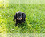 Small #1 Dachshund