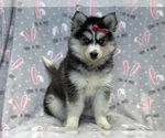 Small #2 Pomsky