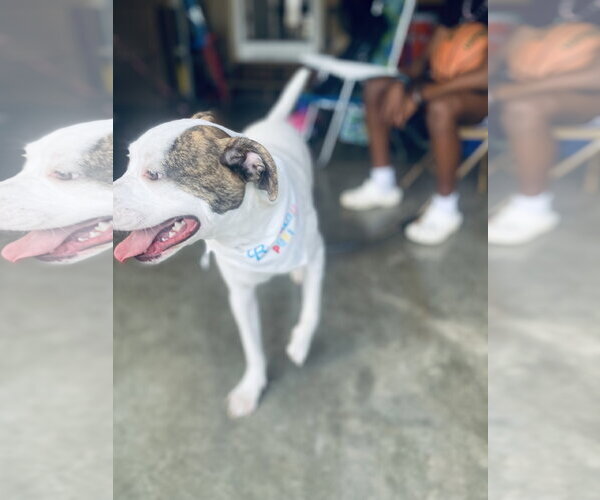 Medium Photo #2 American Staffordshire Terrier-Jack Russell Terrier Mix Puppy For Sale in Holly Springs, NC, USA
