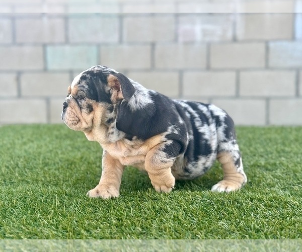 Medium Photo #32 English Bulldog Puppy For Sale in ANCHORAGE, AK, USA