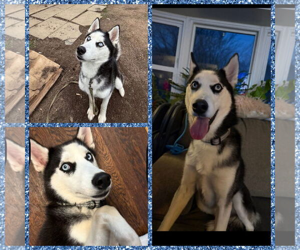 Medium Photo #5 Siberian Husky Puppy For Sale in Uwchlan, PA, USA