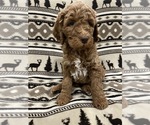 Puppy Boots Goldendoodle