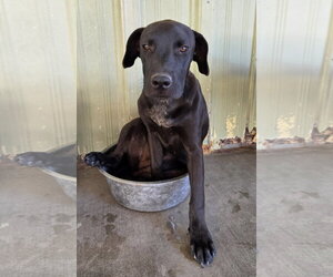 Great Dane-Labrador Retriever Mix Dogs for adoption in El Centro, CA, USA
