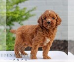 Small #2 Goldendoodle (Miniature)