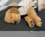 Small #13 Golden Retriever