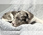 Small Photo #9 Goldendoodle Puppy For Sale in HOWARD CITY, MI, USA