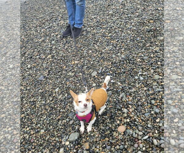 Medium Photo #5 Chiranian Puppy For Sale in Arlington, WA, USA