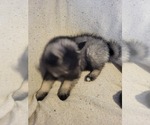 Small Photo #5 Keeshond Puppy For Sale in BLAIRSBURG, IA, USA