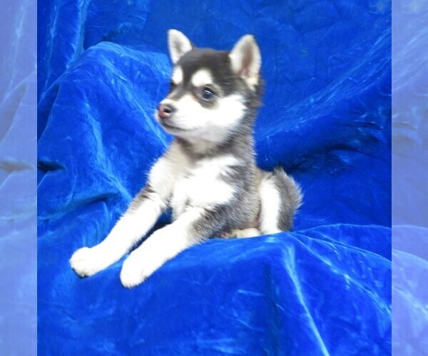 Medium Photo #2 Alaskan Klee Kai Puppy For Sale in NORWOOD, MO, USA