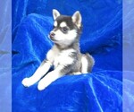 Small Photo #2 Alaskan Klee Kai Puppy For Sale in NORWOOD, MO, USA