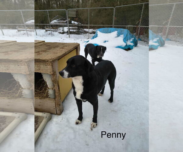 Medium Photo #3 Mutt Puppy For Sale in Farmerville, LA, USA