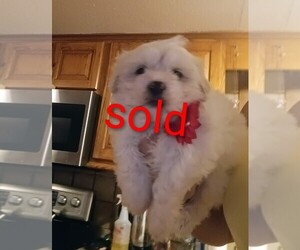 Mal-Shi Puppy for sale in WOBURN, MA, USA