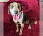 Small #5 Beagle Mix