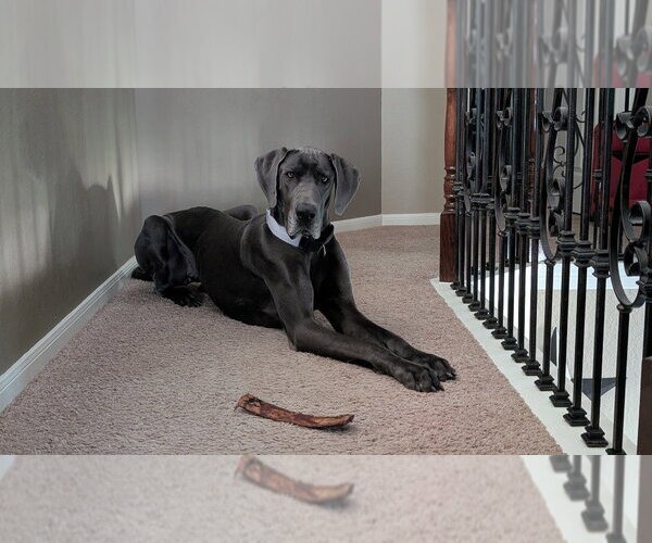 Medium Photo #1 Great Dane Puppy For Sale in Bullard, TX, USA