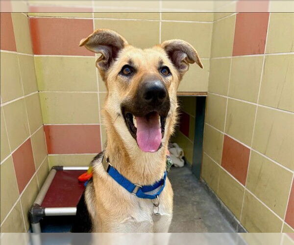 Medium Photo #2 German Shepherd Dog Puppy For Sale in Redwood City, CA, USA