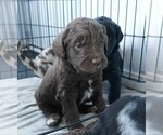Small Photo #4 Labradoodle Puppy For Sale in DENVER, CO, USA