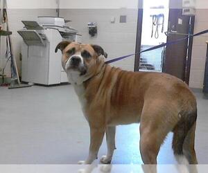 Labrador Retriever-Unknown Mix Dogs for adoption in Fayetteville, NC, USA