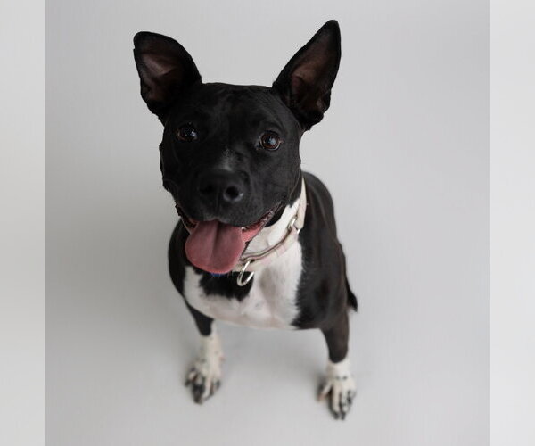 Medium Photo #21 Mutt Puppy For Sale in Fargo, ND, USA