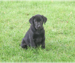 Marshall - Male Labrador Retriever Puppy for Sale - Photo #5