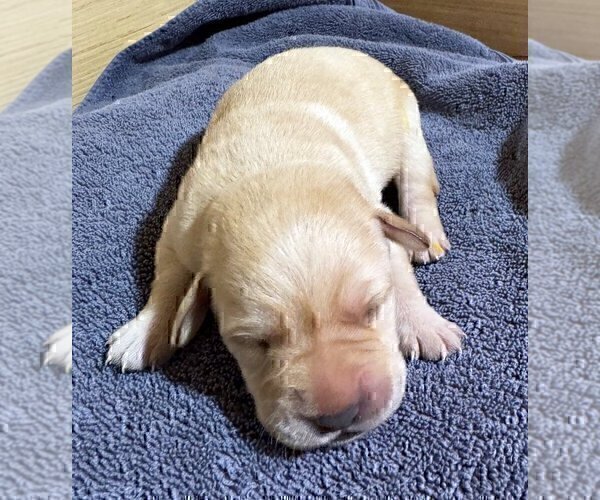 Medium Photo #10 Labrador Retriever Puppy For Sale in HIGH POINT, NC, USA