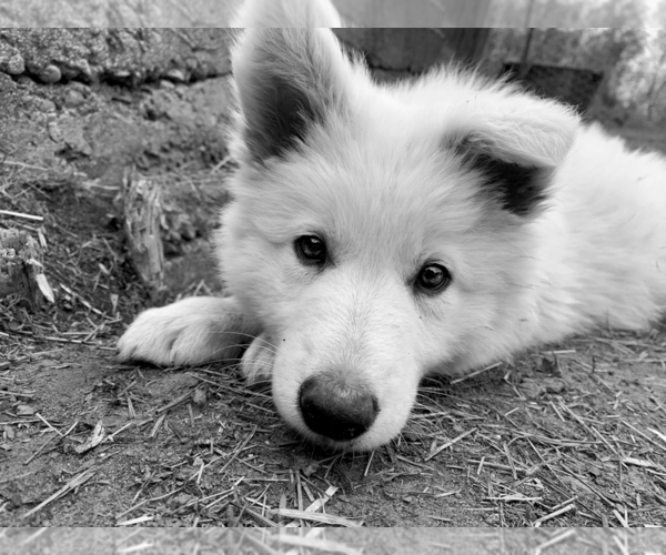Medium Photo #33 German Shepherd Dog Puppy For Sale in WASHINGTON, NJ, USA