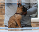 Small Photo #11 Cane Corso Puppy For Sale in MARENGO, IL, USA