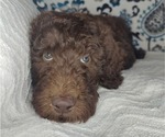 Small Photo #4 Poodle (Standard) Puppy For Sale in ELKTON, KY, USA