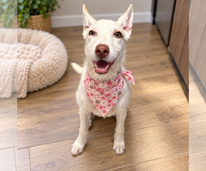Miranda - Female Mutt Dog for Adoption - Photo #2