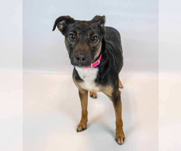 Medium Photo #6 Jack Russell Terrier-Unknown Mix Puppy For Sale in Kennesaw, GA, USA