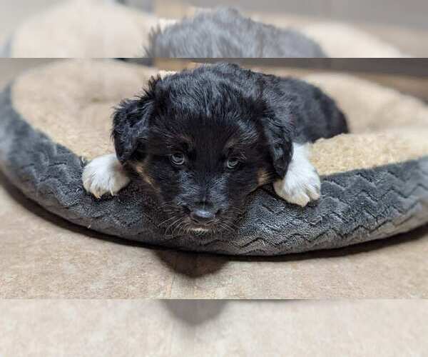 Medium Photo #7 Border-Aussie Puppy For Sale in SALEM, OR, USA