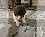 Puppy Black  Oberto Lagotto Romagnolo