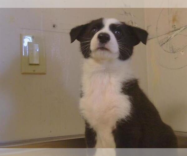 Medium Photo #1 Shollie Puppy For Sale in Sacramento, CA, USA