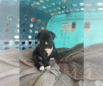 Puppy Puppy 5 Reba Boxer