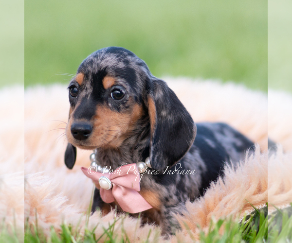 Medium Photo #4 Dachshund Puppy For Sale in WARSAW, IN, USA