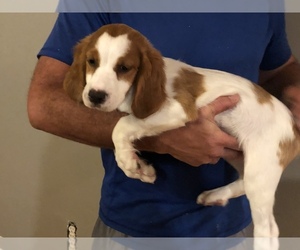 Brittany Puppy for sale in BLOUNTVILLE, TN, USA