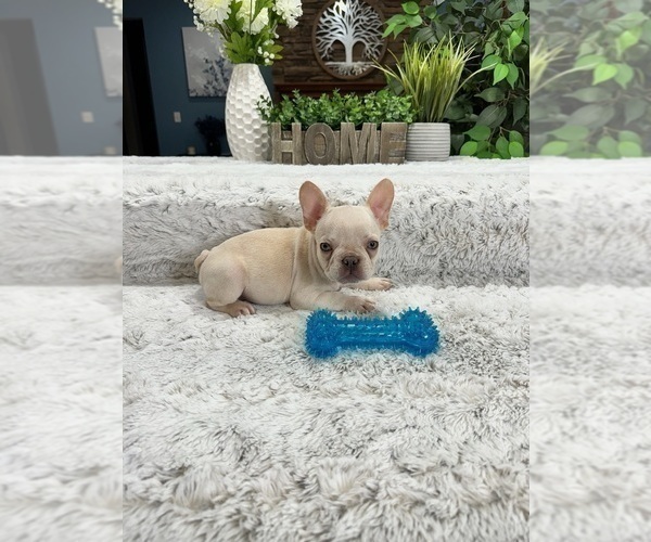 Medium Photo #4 French Bulldog Puppy For Sale in GREENFIELD, IN, USA