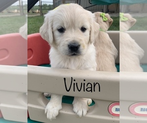 Golden Retriever Puppy for sale in DEARBORN, MO, USA