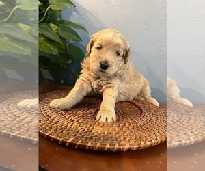 Goldendoodle-Poodle (Toy) Mix Puppy for Sale in BURLEY, Idaho USA