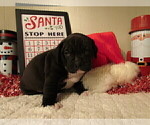 Small Photo #2 American Bully Puppy For Sale in MOTLEY, MN, USA