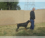 Small Photo #1 Doberman Pinscher Puppy For Sale in QUEEN CREEK, AZ, USA