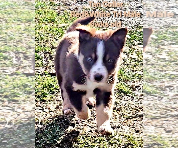 Medium Photo #5 Border Collie Puppy For Sale in BYBEE, TN, USA