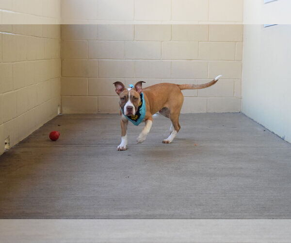 Medium Photo #1 American Staffordshire Terrier-Unknown Mix Puppy For Sale in McKinney, TX, USA