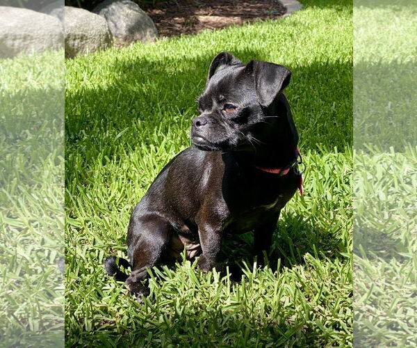 Medium Photo #10 Chug Puppy For Sale in San Diego, CA, USA