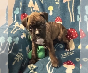 Boxer Puppy for sale in LANSING, MI, USA