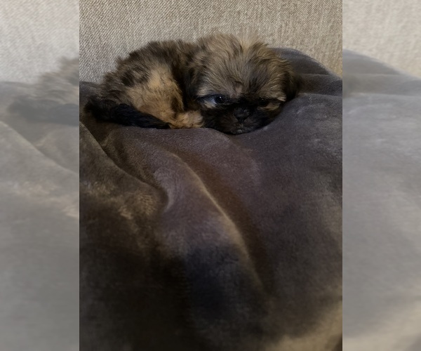 Medium Photo #3 Shih Tzu Puppy For Sale in STOKESDALE, NC, USA