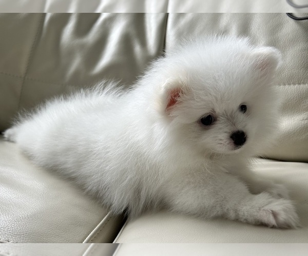 Medium Photo #8 Pomeranian Puppy For Sale in DES MOINES, WA, USA