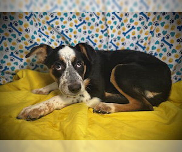 Medium Photo #3 Australian Shepherd-Unknown Mix Puppy For Sale in Pleasanton, TX, USA