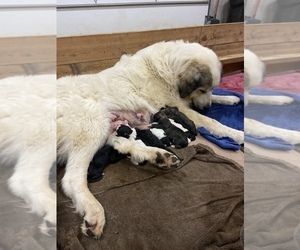 Mother of the Pyredoodle puppies born on 10/09/2021