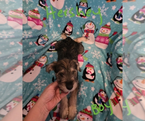 Medium Photo #28 Chizer Puppy For Sale in MONTEZUMA, GA, USA