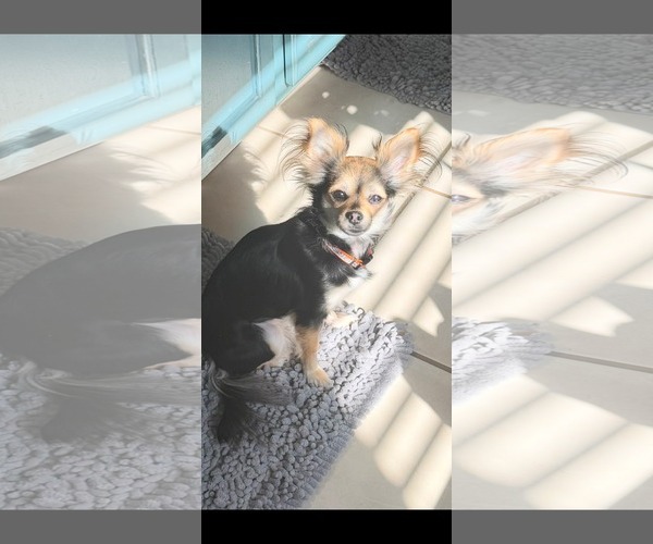Medium Photo #2 Chihuahua-Unknown Mix Puppy For Sale in Dallas, TX, USA